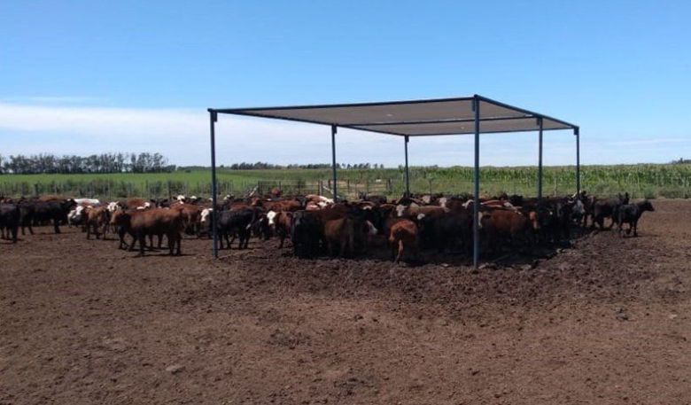 Calores Extremos: Prevenciones para evitar la mortandad de hacienda