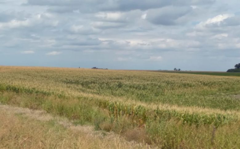 Tras un relevamiento de cultivos, especialistas califican de “Aliviadora” las lluvias registradas en el sur de Córdoba