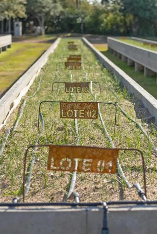 A pocos kilómetros de Río Cuarto se produce el denominado "oro rojo"