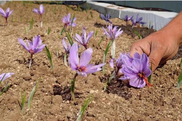 A pocos kilómetros de Río Cuarto se produce el denominado "oro rojo"