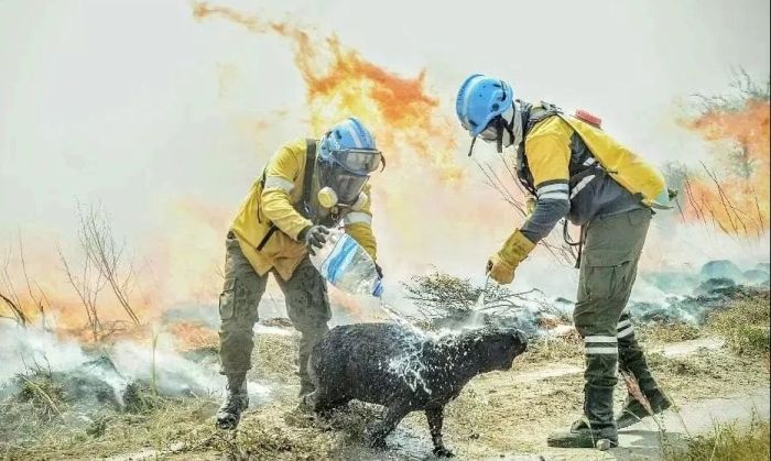 La Conae estimó que ya se incendiaron 680.000 hectáreas en Corrientes