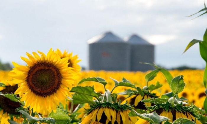 La cosecha de girasol en el sur provincial comenzó con una baja del 20 % respecto a la producción del año pasado