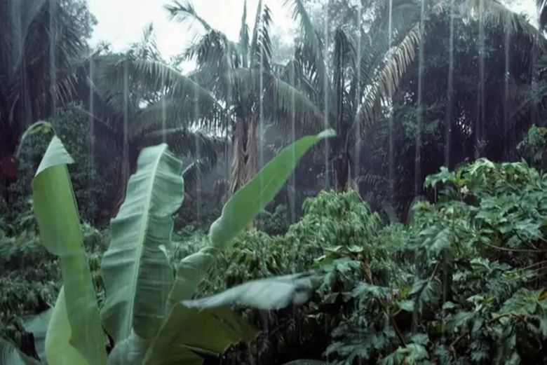 La historia de los niños que sobrevivieron 4 semanas perdidos en el Amazonas