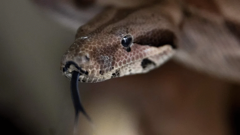 ¿Cómo evitan las boas constrictoras asfixiarse cuando aprietan a sus presas?