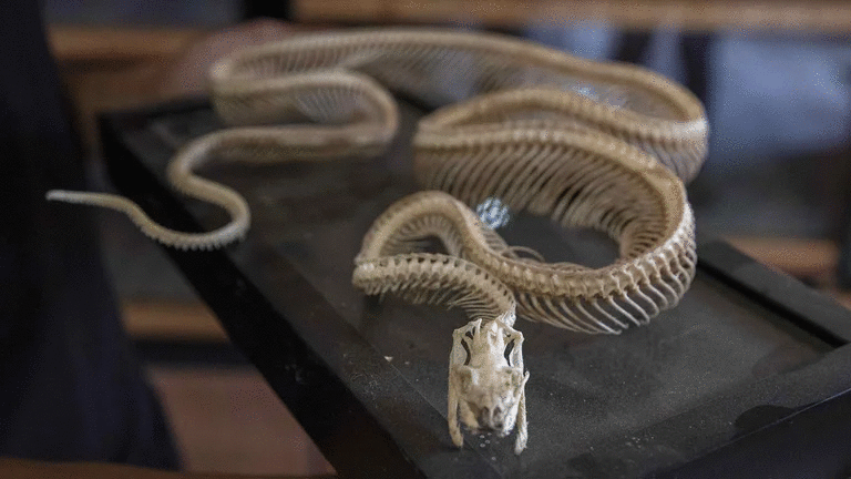 ¿Cómo evitan las boas constrictoras asfixiarse cuando aprietan a sus presas?