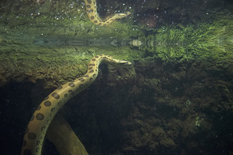 ¿Cómo evitan las boas constrictoras asfixiarse cuando aprietan a sus presas?