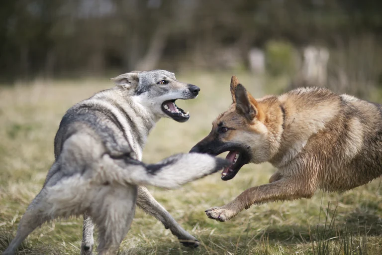 Las 12 formas en las que un perro puede agredir y cómo anticiparse