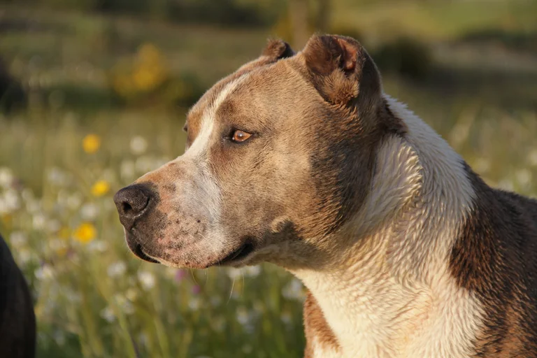 Las 12 formas en las que un perro puede agredir y cómo anticiparse