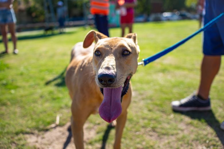 Con una Feria de Adopciones, vacunación y premios se celebrará el Día del Animal