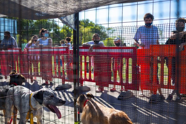 Con una Feria de Adopciones, vacunación y premios se celebrará el Día del Animal