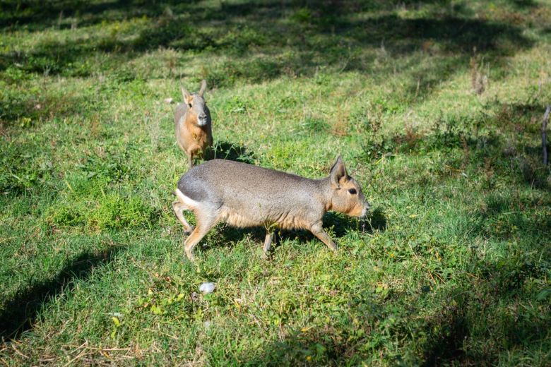 Parque Ecológico: Concientización e intervenciones en el Día del Animal