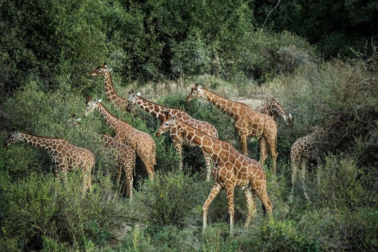 Acciones para salvar al animal más alto del mundo