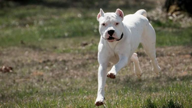 Una mujer resultó herida al ser atacada por un dogo en Unquillo