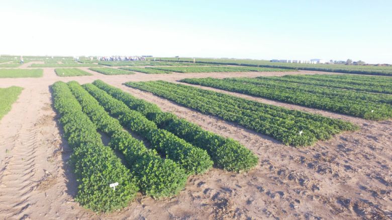 Sequía, Carbón y Sclerotinia: El combo perfecto para que la CAM pida una eliminación de retenciones