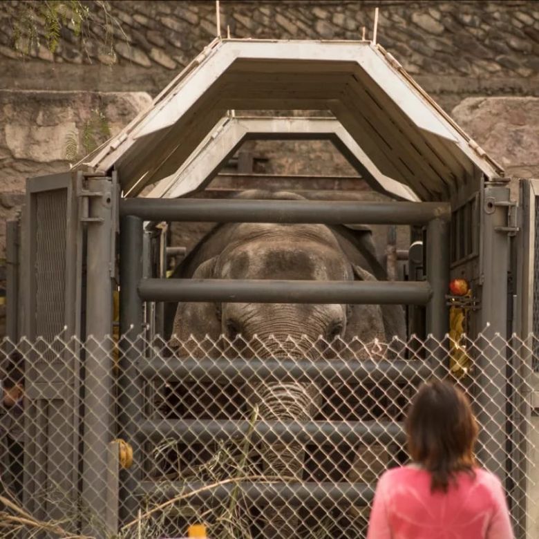 Pocha y Guillermina, dos elefantas mendocinas a punto de lograr su libertad