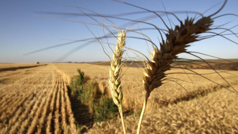 Córdoba: La falta de agua es principal factor en la baja de siembra de trigo del Departamento Marcos Juárez