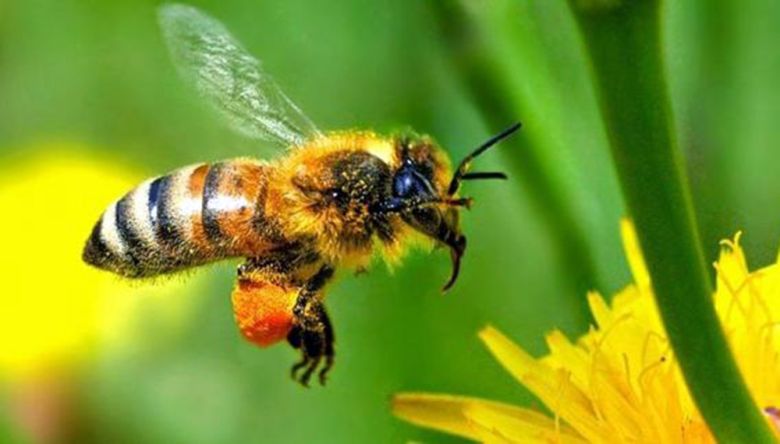 "Si la abeja desaparece se perderían 200 mil especies vegetales en la tierra"