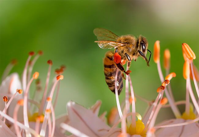 "Si la abeja desaparece se perderían 200 mil especies vegetales en la tierra"