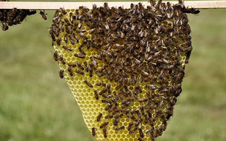 "Si la abeja desaparece se perderían 200 mil especies vegetales en la tierra"