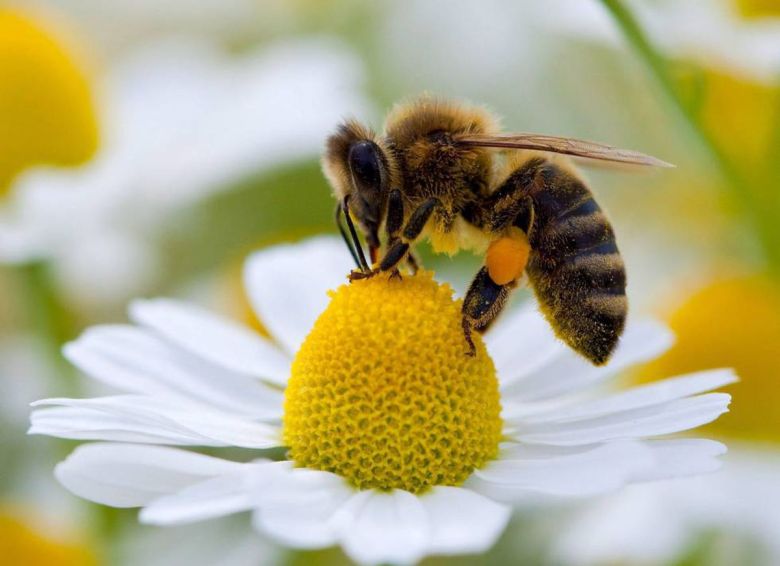 "Si la abeja desaparece se perderían 200 mil especies vegetales en la tierra"