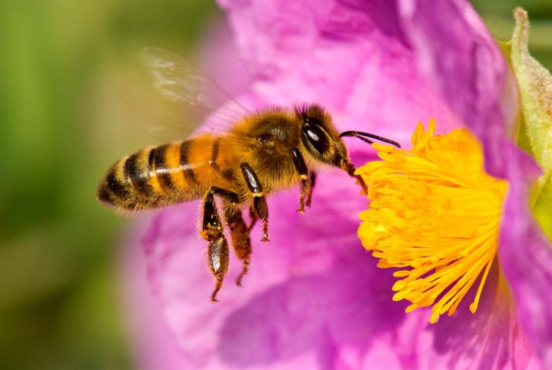 "Si la abeja desaparece se perderían 200 mil especies vegetales en la tierra"