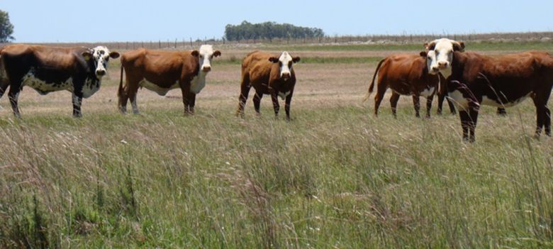 Parasitosis bovina: Tratamientos y recomendaciones