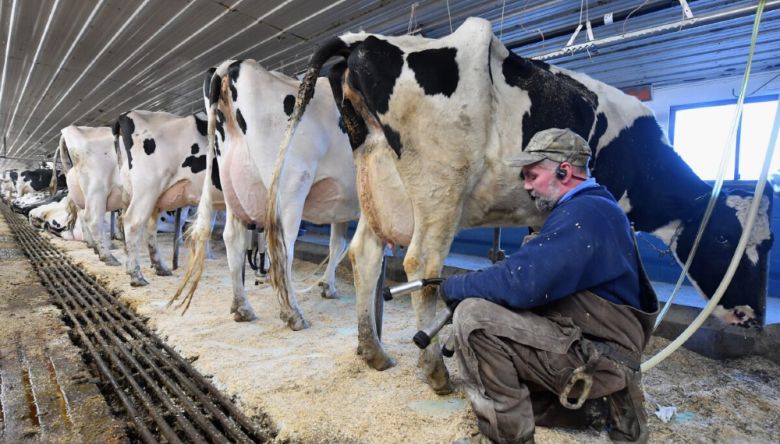 El cierre de tambos en Argentina es inferior a Estados Unidos