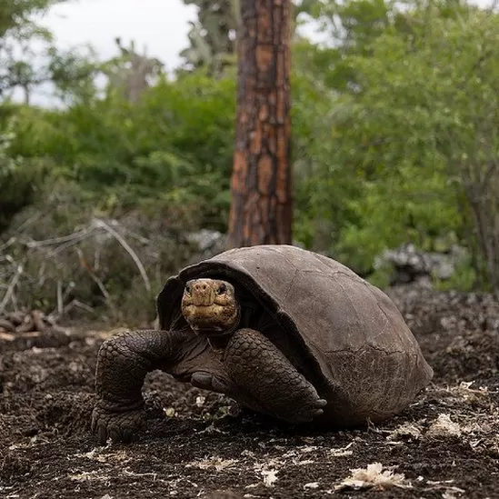 Confirman que Fernanda, la tortuga "fantástica" de Galápagos, pertenece a una especie que se creía extinguida hace más de cien años