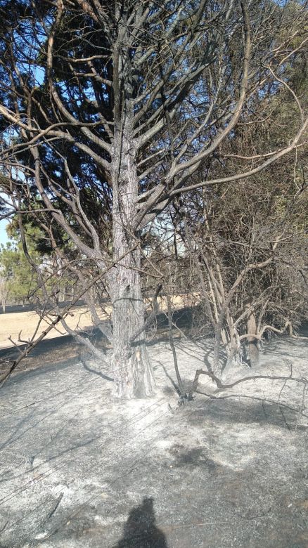 Sofocan incendio forestal a escasos metros de la planta transmisora de LV16