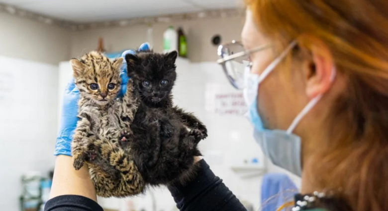 Dos gatos monteses rescatados son cuidados en el Parque de la Biodiversidad