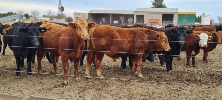 El feedlot que convierte estiércol en dólares