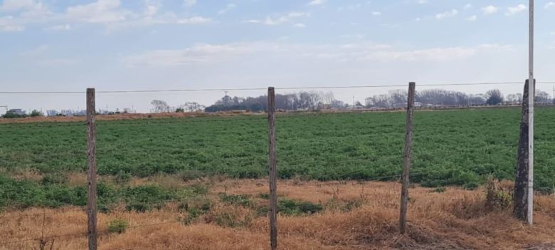 Hacer ganadería en campos zona uno: «Buena rentabilidad y conservación de suelos»