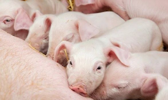 Cómo prevenir el stress térmico para aumentar los márgenes de rentabilidad en la granja