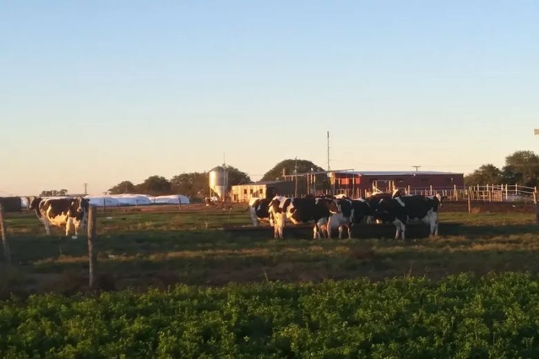 Vacas cordobesas: 22 horas comiendo y descansando