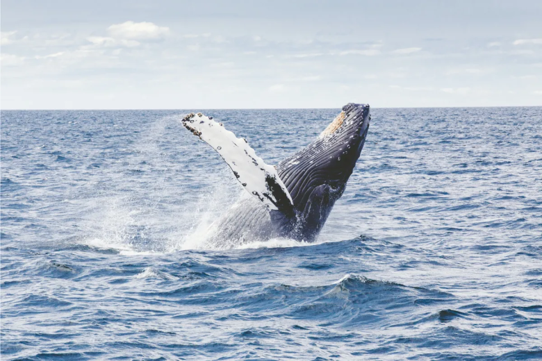 El estremecedor video donde una ballena captura con la boca a dos mujeres en California