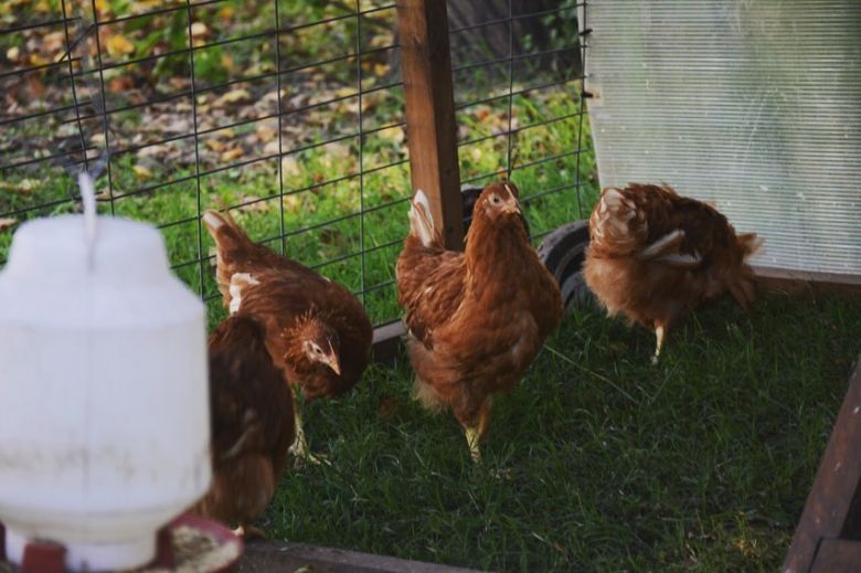 Gallinas Felices: Un cambio de paradigma animal 