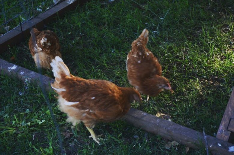 Gallinas Felices: Un cambio de paradigma animal 