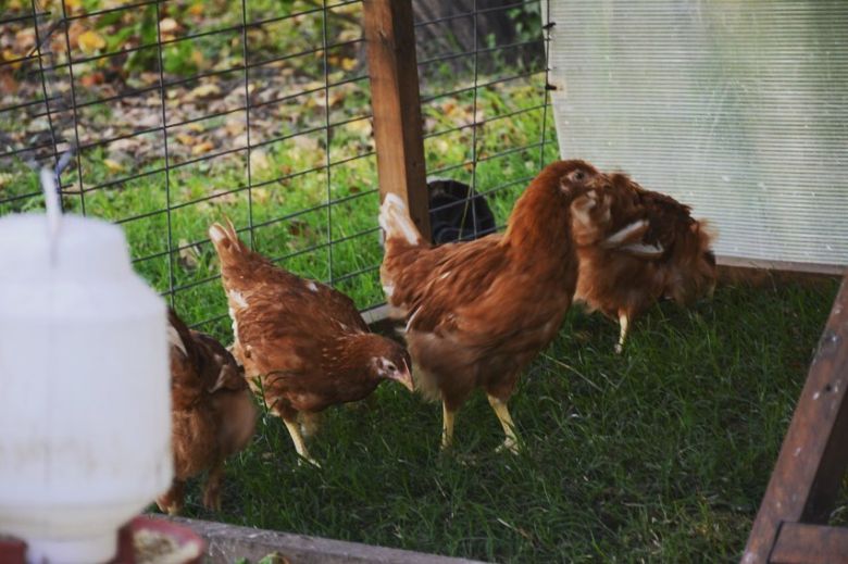 Gallinas Felices: Un cambio de paradigma animal 