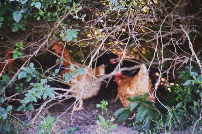 Gallinas Felices: Un cambio de paradigma animal 