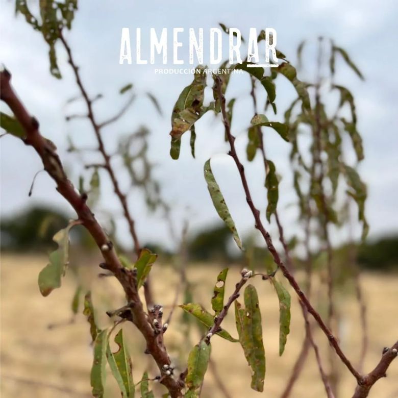 Almendrar, el proyecto que propone adoptar almendros