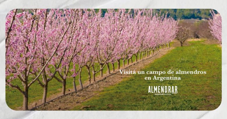 Almendrar, el proyecto que propone adoptar almendros