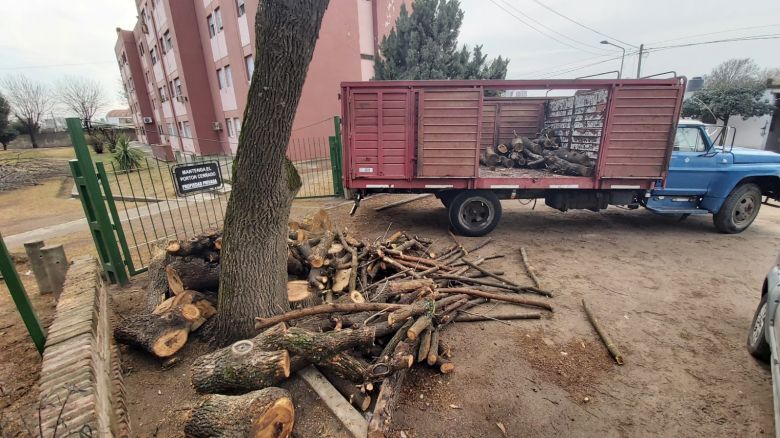 Preocupación de los vecinos de las 320 viviendas por “la tala de árboles”