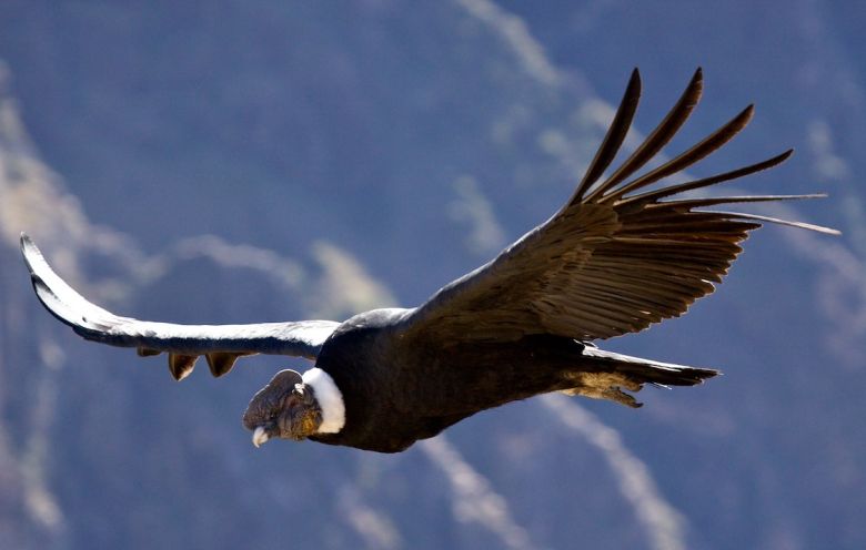 Conservación del Cóndor Andino: una pasión que rescata y libera aves amenazadas