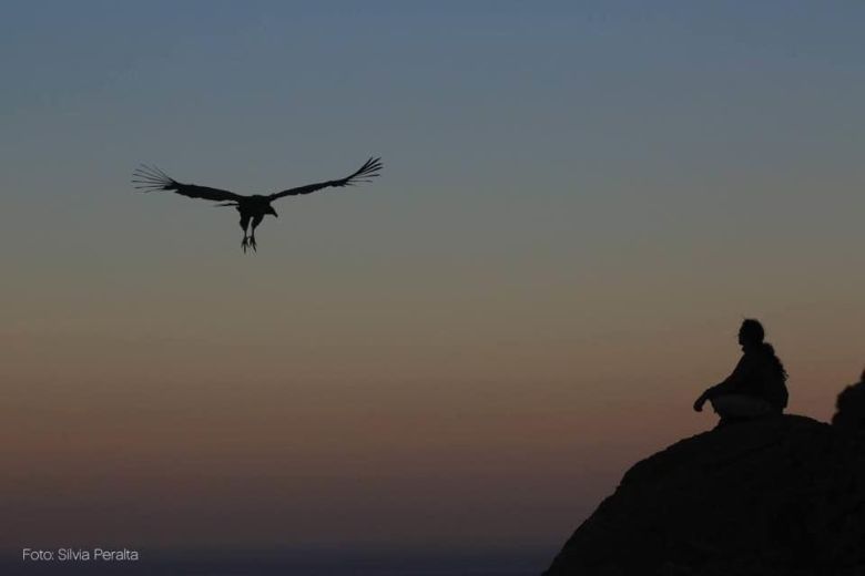 Conservación del Cóndor Andino: una pasión que rescata y libera aves amenazadas