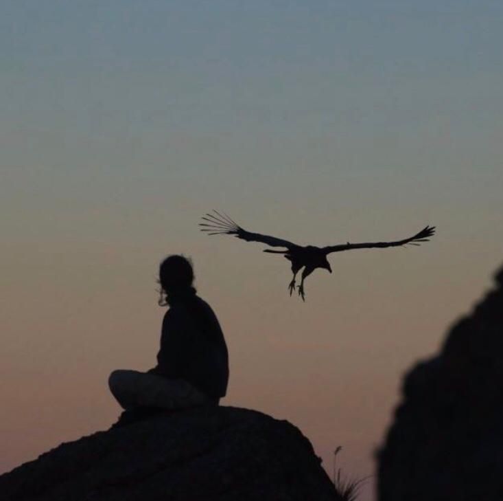 Conservación del Cóndor Andino: una pasión que rescata y libera aves amenazadas