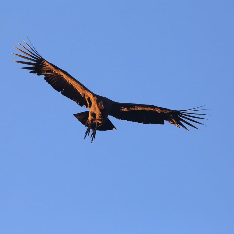 Conservación del Cóndor Andino: una pasión que rescata y libera aves amenazadas