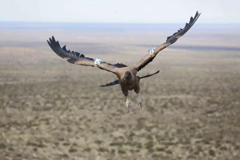 Conservación del Cóndor Andino: una pasión que rescata y libera aves amenazadas