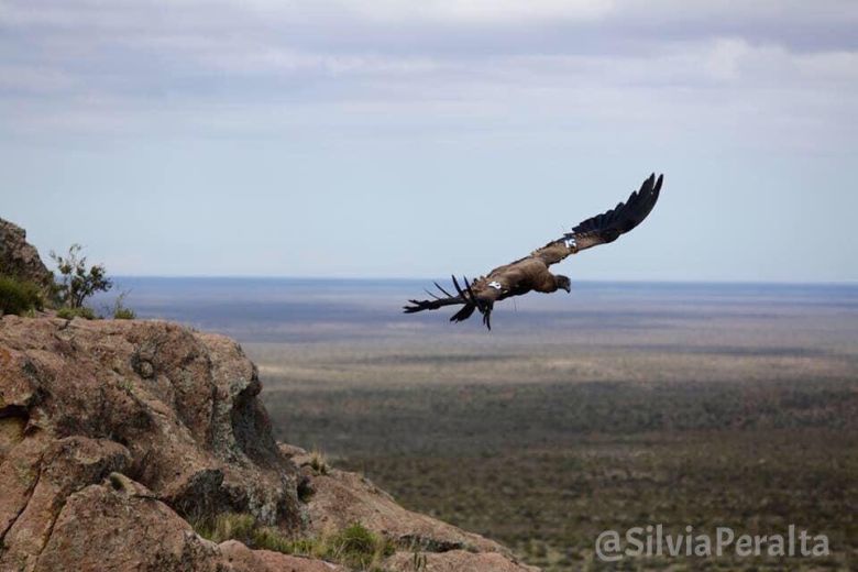 Conservación del Cóndor Andino: una pasión que rescata y libera aves amenazadas