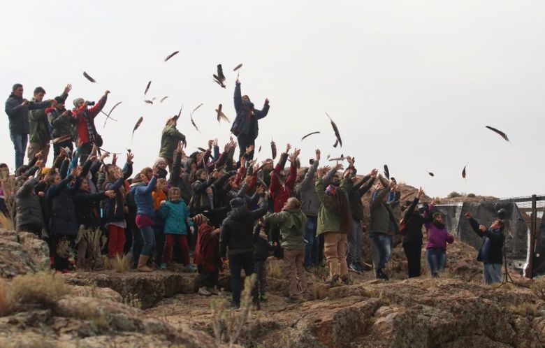 Conservación del Cóndor Andino: una pasión que rescata y libera aves amenazadas