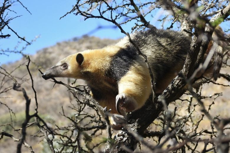 Policía Ambiental regresó a la naturaleza a siete animales silvestres